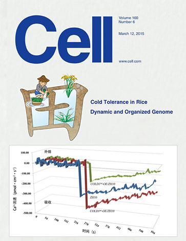 水稻感知冷害的分子機(jī)制